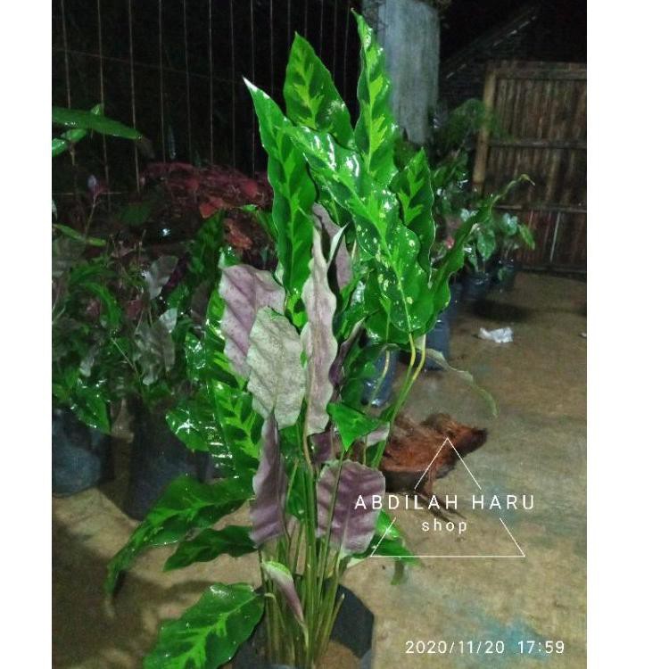 

『BT』 calathea (Angkrik wulung)