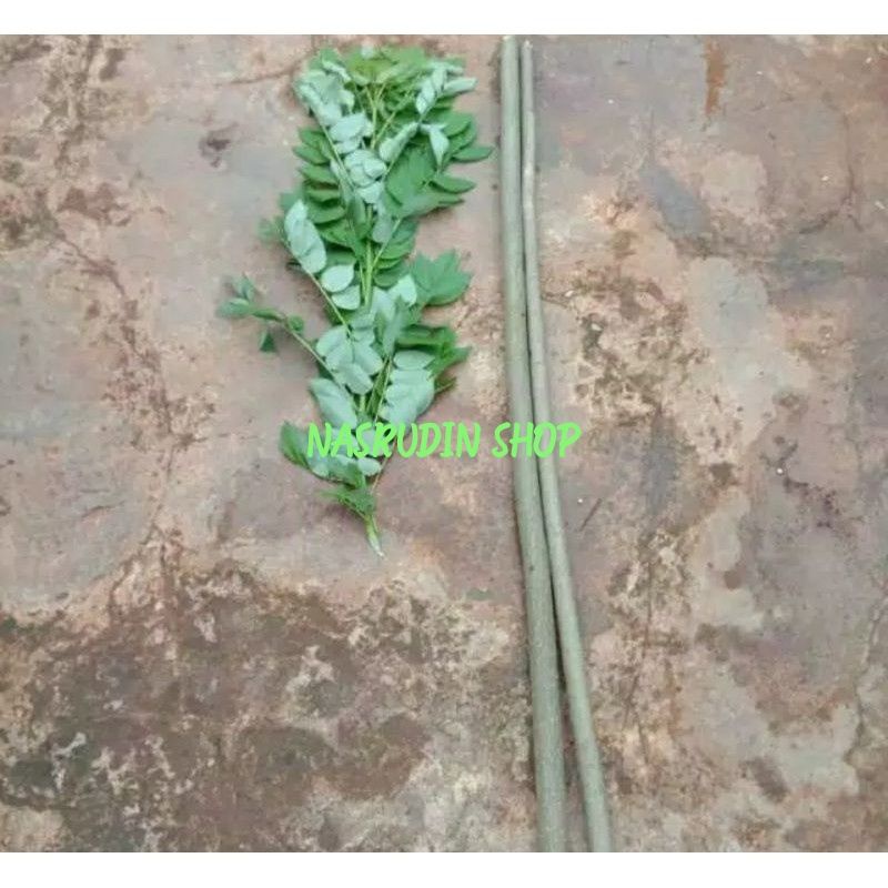 

[Fresh] BIBIT GAMAL 1 METER / BIBIT STEK KAYU GAMAL UNTUK PAGAR HIDUP