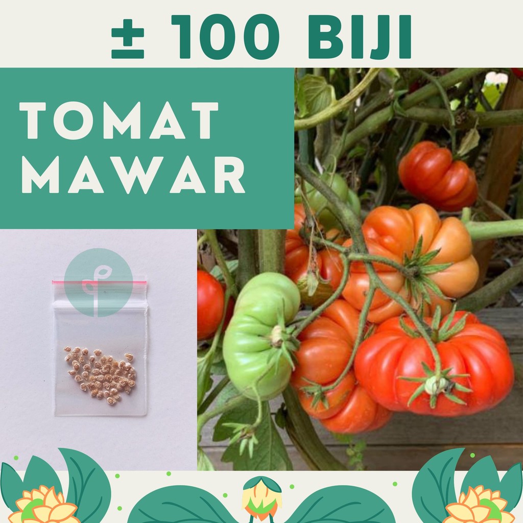 Bibit Sayuran Benih Sayur Paket Lengkap Hidroponik Kangkung Bayam Cabe Sawi Selada Terong Tomat dll-TOMAT MAWAR