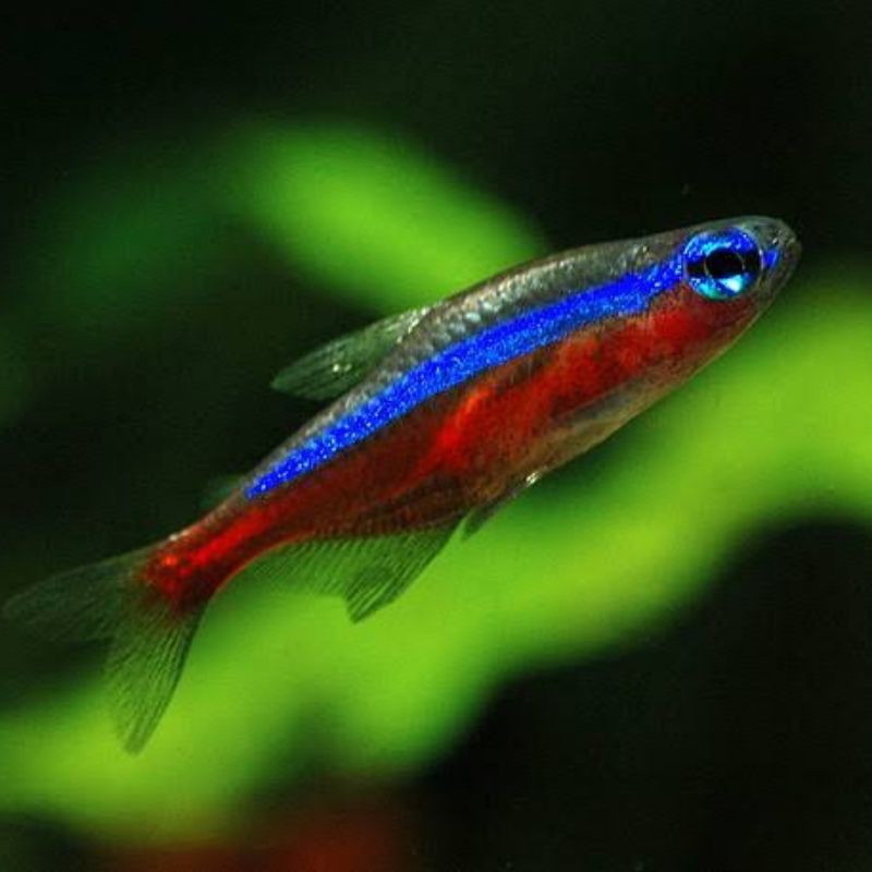 ikan cardinal tetra