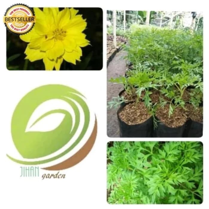 bibit tanaman daun kenikir bunga kuning/pohon daun kenikir herbal