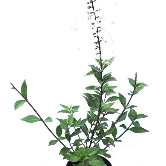 

Jual Daun kumis kucing segar 100gram organik siap ambil ke kebun