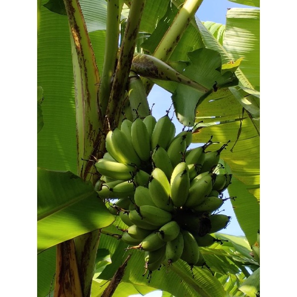 Bibit pisang mas kirana