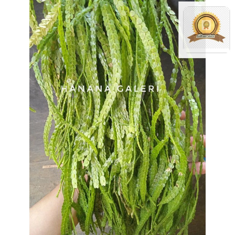 Tanaman hias kumpai sisik sisit