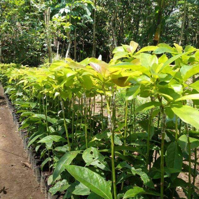 BIBIT ALPUKAT MARKUS JUMBO