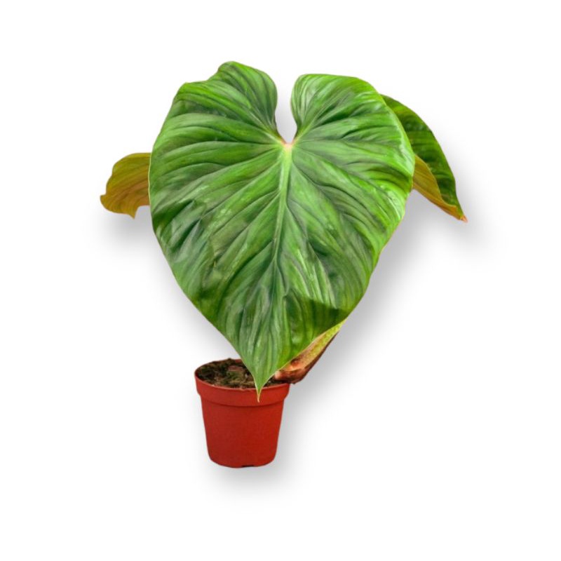 tanaman philodendron plowmanii black face