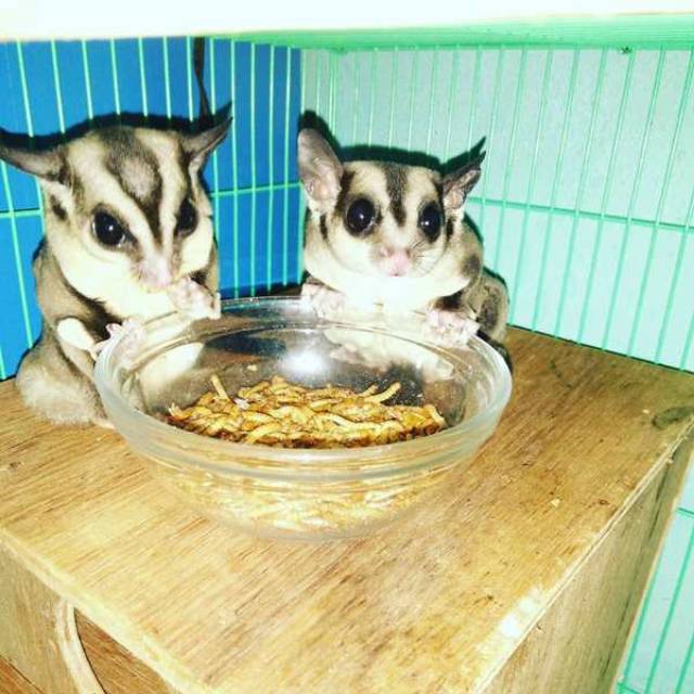 MAKANAN HAMSTER - MAKANAN SUGAR GLIDER - DRIED MEALWORM