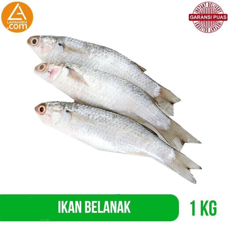 

Ikan Belanak 1 kg Ikan Laut Segar Seafood Garansi Termurah