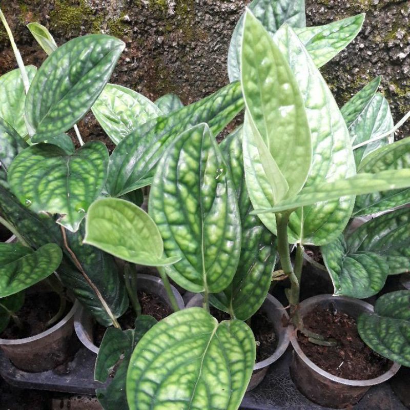 Sirih Badak Monstera Karstenianum Peru