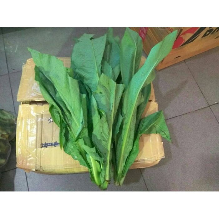 

Fumak besar 1kg (freshjktid)