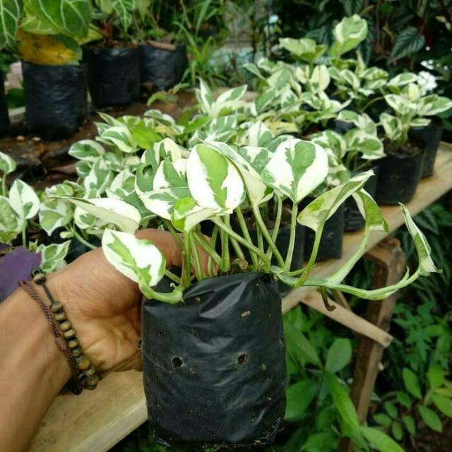 Sirih gading enjoy sri gading enjoy tanaman gantung - anisa flora