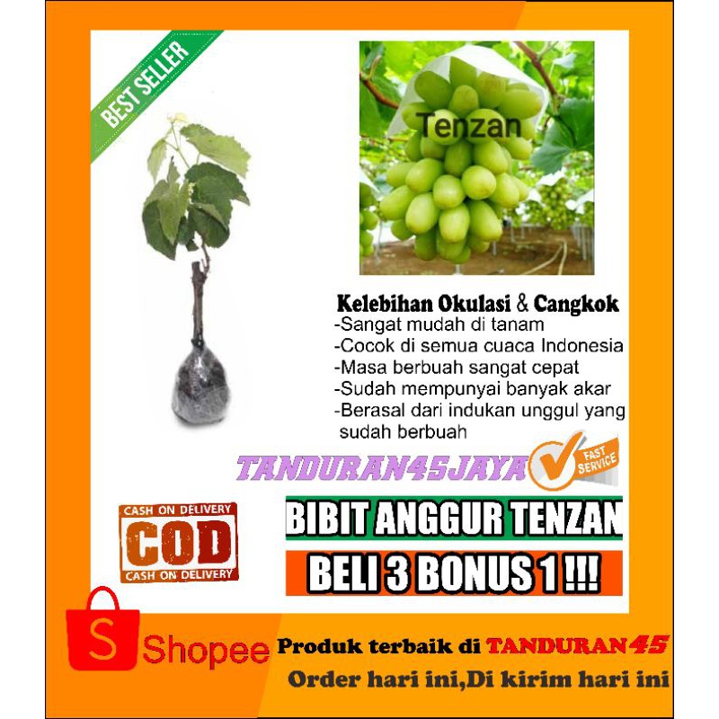 bibit anggur impor tenzhan/bibit anggur import/bibit anggur