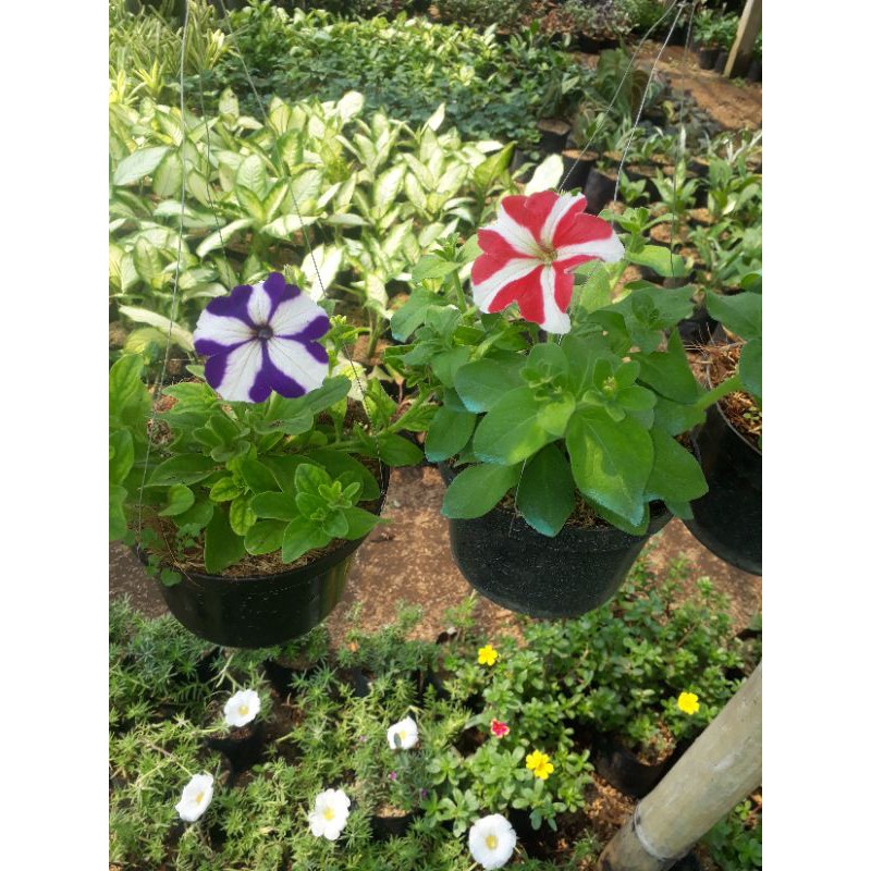 tanaman bunga petunia hybrida pot gantung - bibit tanaman hias bunga limited
