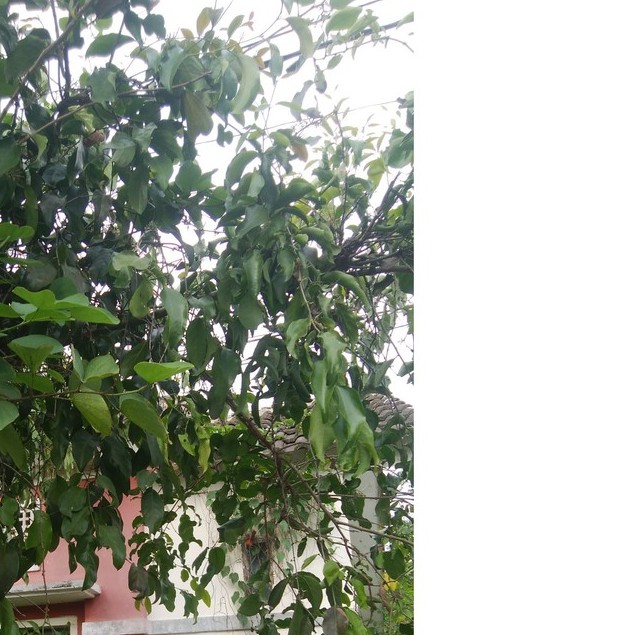 

Daun Benalu Segar 500 gram