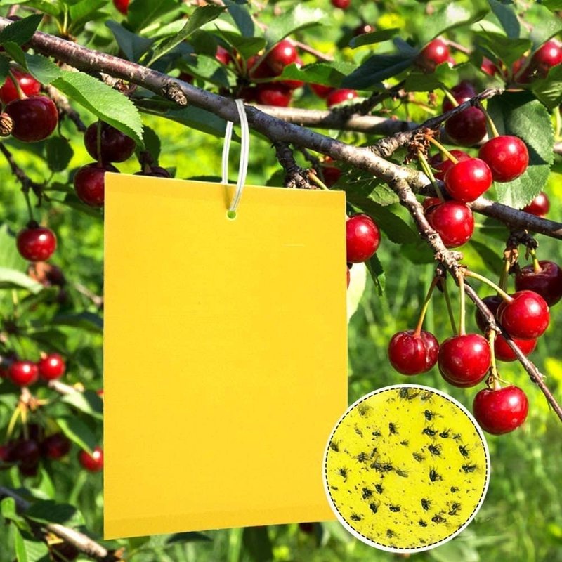 10pcs Dual-Sided Yellow Sticky Traps for Flying Plant Insect Such as Fungus Gnats, Whiteflies, Aphids, Leafminers,Thrips