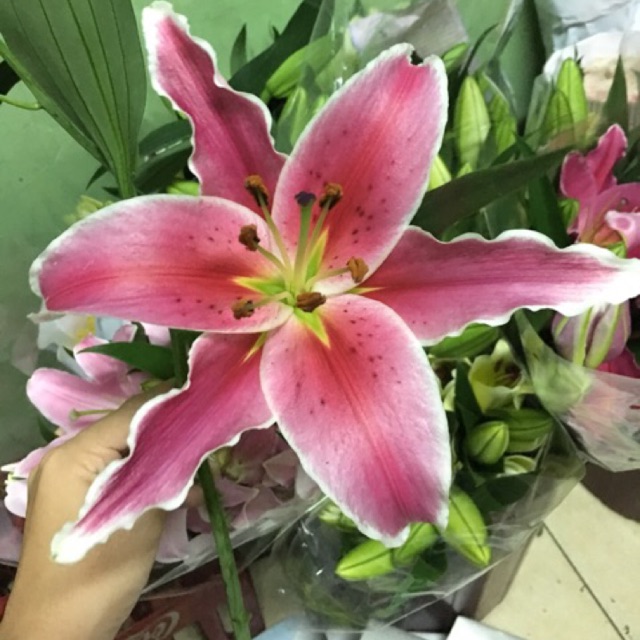 Fantastis 10 Gambar Bunga Lily Merah Gambar Bunga Indah