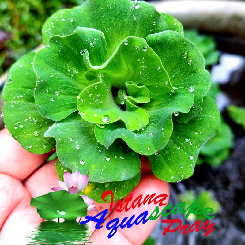 Pengganti Eceng Gondok Kiambang Kapu Rose Mawar