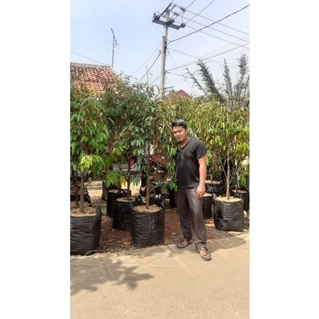 pohon durian bawor batang besar tinggi 1,5 - 2 meter