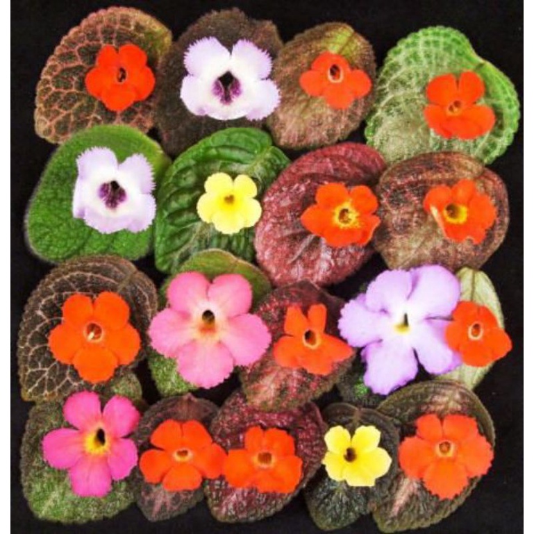 EPISCIA SILVER SKIES PESANAN MBA FAU JAKARTA