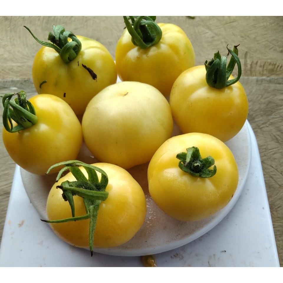 Benih Bibit Biji - Tomat Kuning Weisbehaarte Tomato Seeds