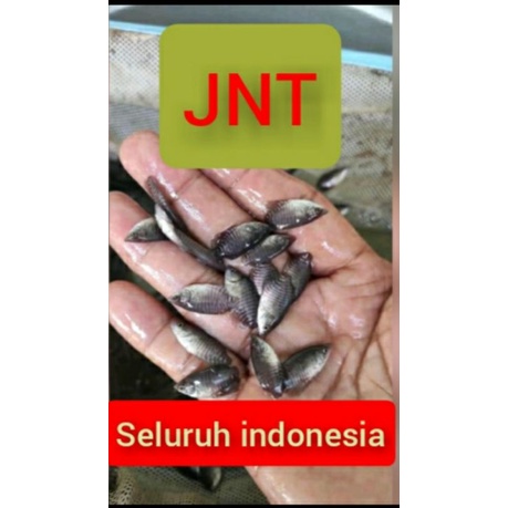 bibit ikan gurameh nguku(100ekor)