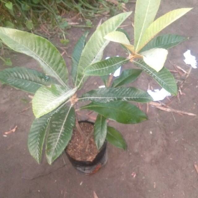 Tanaman buah Sawo Mame Sapote