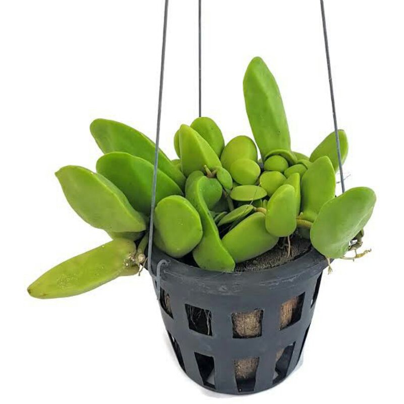 anggrek dischidia major