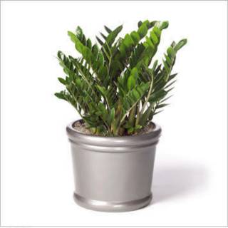 Tanaman hias bunga indoor samia kulkas zamioculcas Tanaman hias bunga indoor samia kulkas zamioculcas