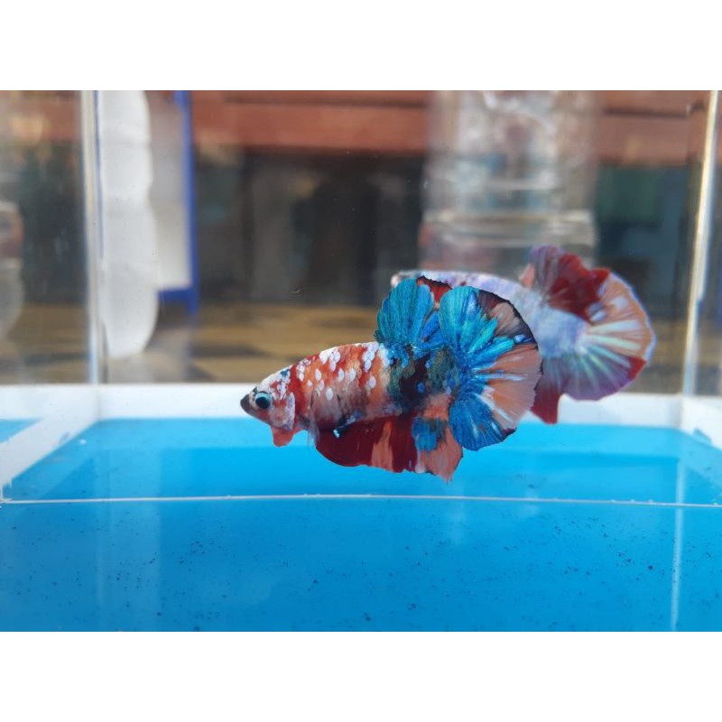 Ikan Cupang Plakat Nemo Galaxy Masking Line Gold Size M+