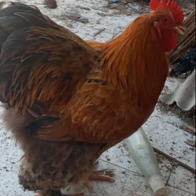 Ayam brahma