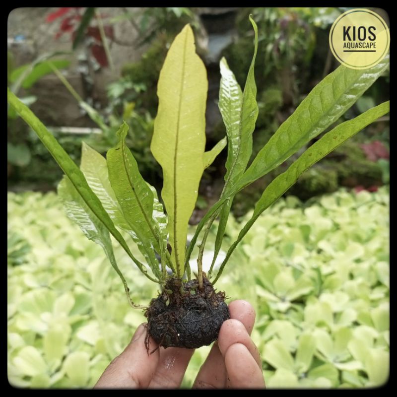 Kadaka tanaman aquascape low Co2