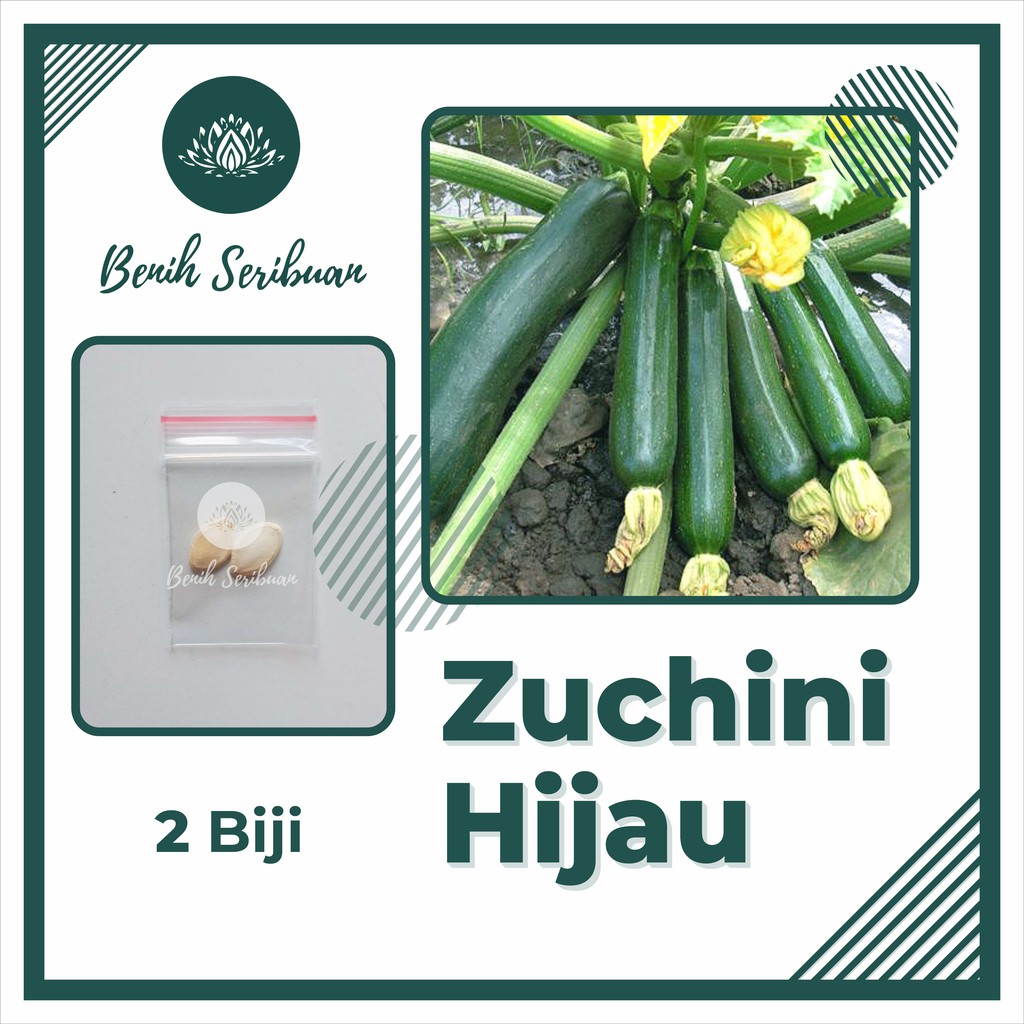 2 Bibit Zucchini Hijau Jewel F1 Hibrida Benih Sayuran Timun Jepang Zuchini Tanaman Sayur Berkualitas