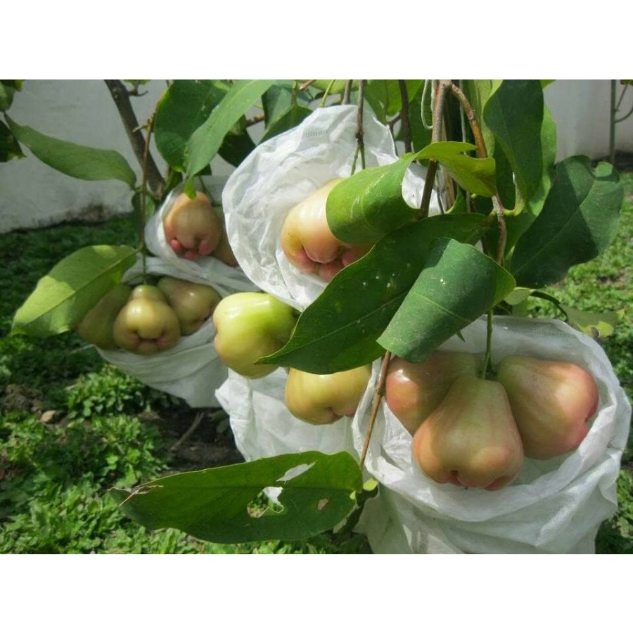 HEIGROW Fruit Cover Pembungkus Buah Brongsong Anggur Kelengkeng Jambu Mangga Melon Size S M L XL XXL Original