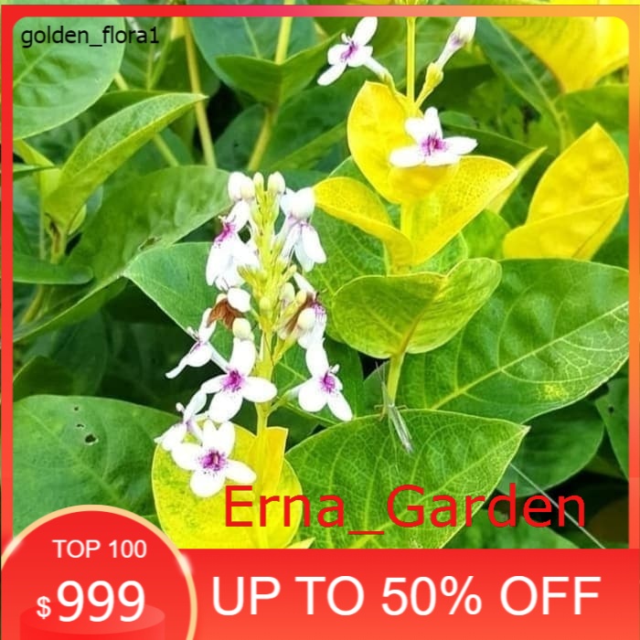 Pohon Bunga Melati Jepang Harum PROMO (Erna_Garden)