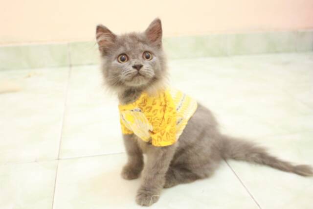 Kemeja batik kuning unik untuk kucing dan anjing lucu / baju kucing murah size S M L XL