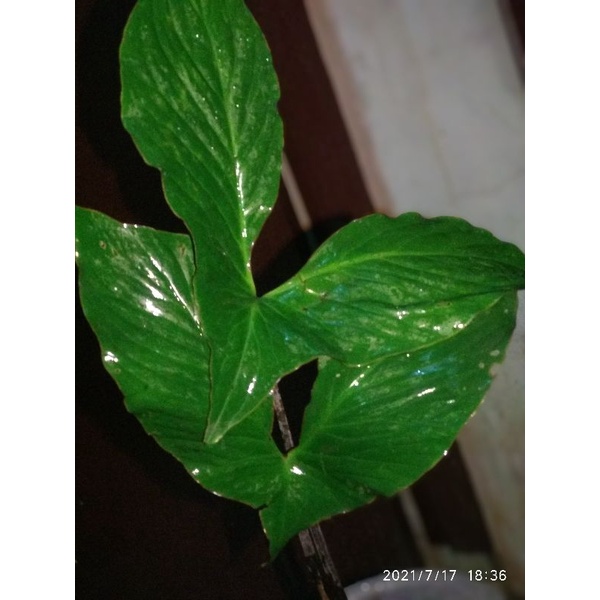 cyrtosperma hambalii