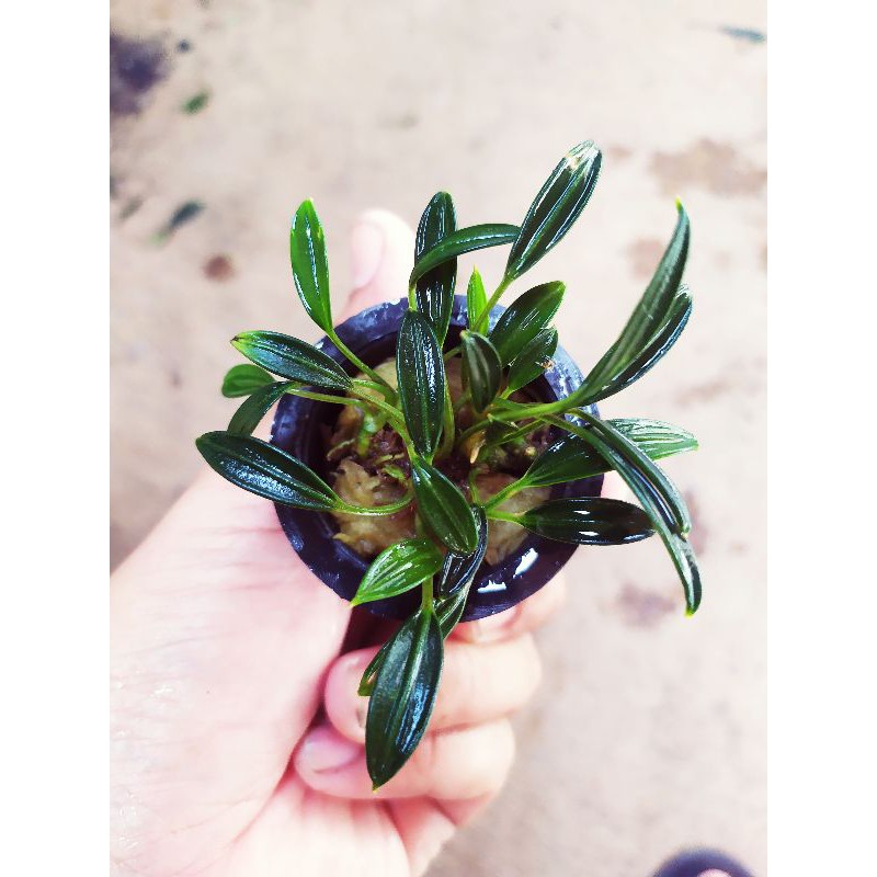 tanaman paludarium aridarum