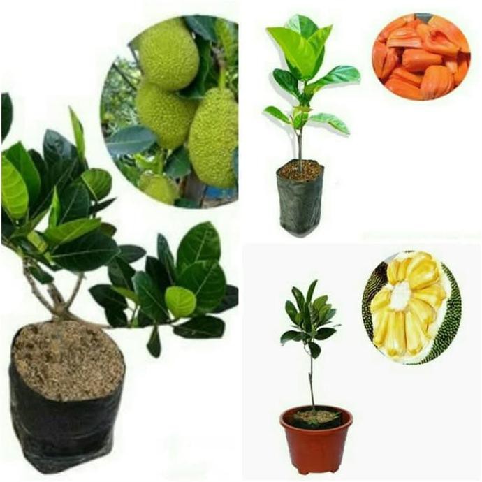 Paket 3 Bibit Tanaman Buah Nangka Mini, Nangka Merah Dan Nangka Madu S@P