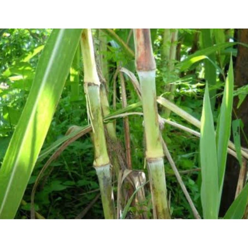 Benih terubuk /telor tebu