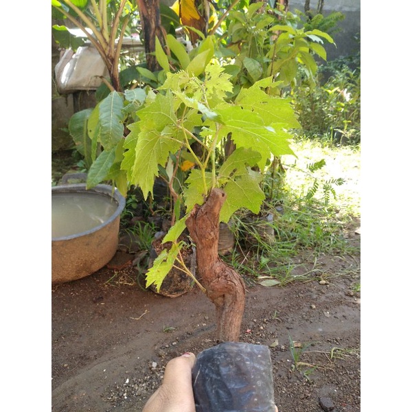 bibit anggur lokal bonggol besar