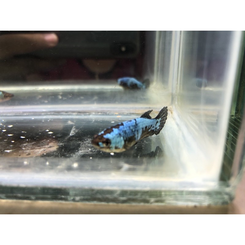 hiasan akuarium cupang female green samurai