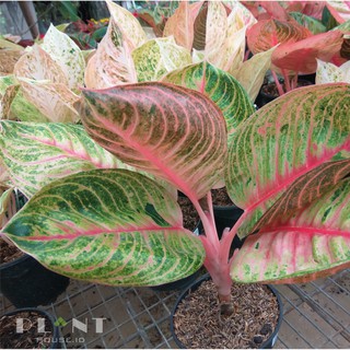  Aglaonema  Moonlight  Shopee Indonesia