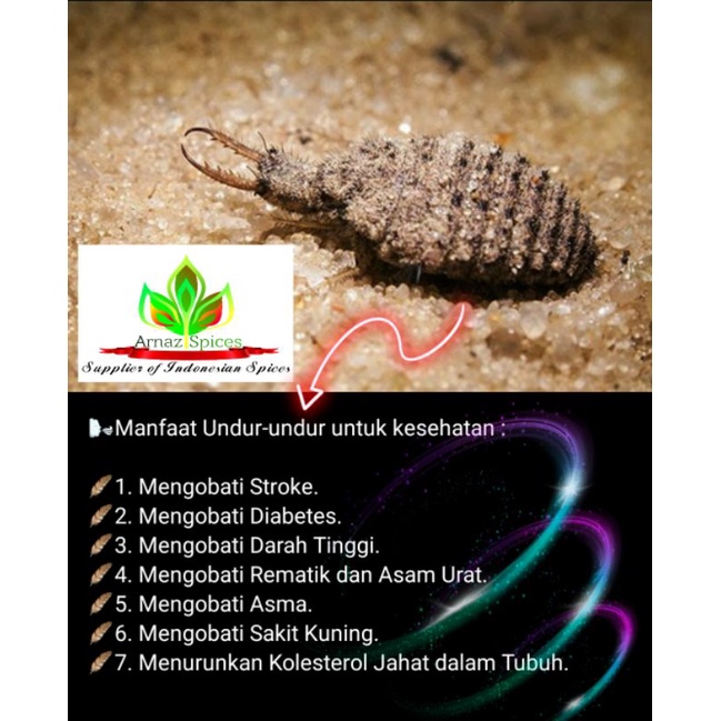 Undur-undur / Larva Antlion & Undur-undur Kering