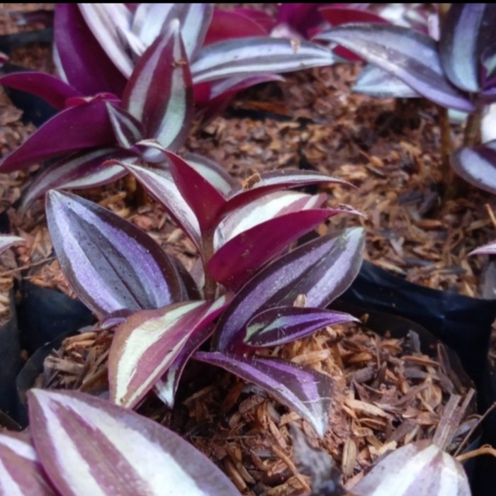 Tanaman Hias Tradescantia Purpurea Zebrina - Bunga Zebrina Ungu