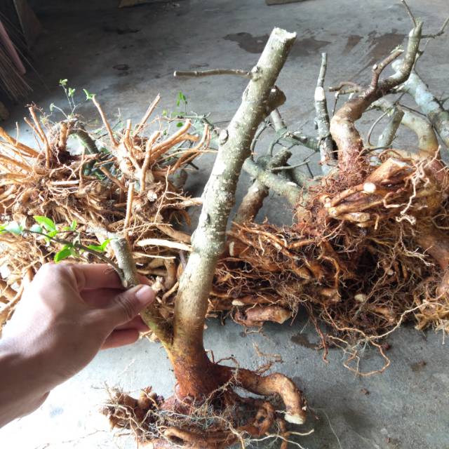 paket bahan anting putri 20btg