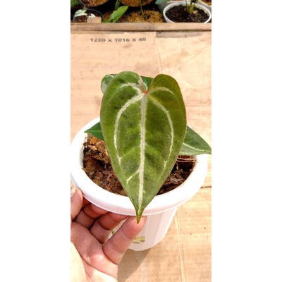 anthurium papilaminum x dressleri