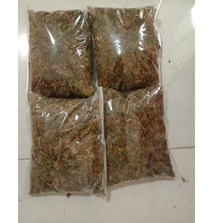 Grosir Media Tanam Lumut Hutan / lumut Hijau/ Moss lumut hijau