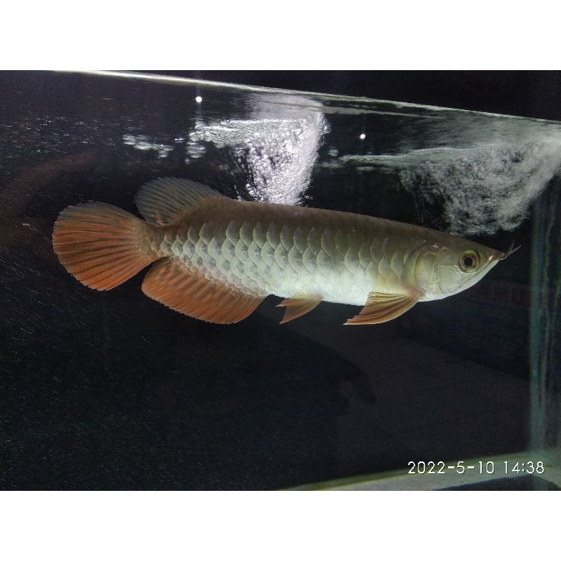 arowana golden red