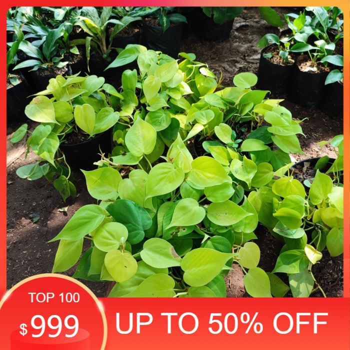 New Tanaman hias gantung srigading lemon rimbun - sirih gading menjuntai