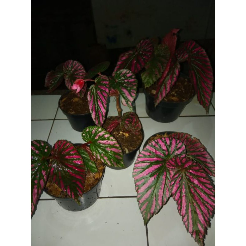 Begonia Rex Wallet(violet)